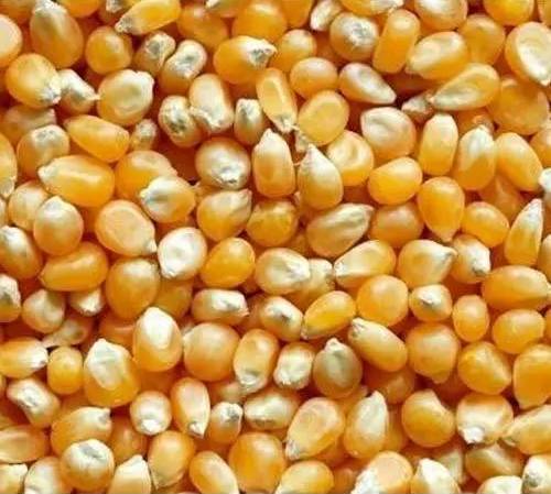 Popcorn kernels 1 kg